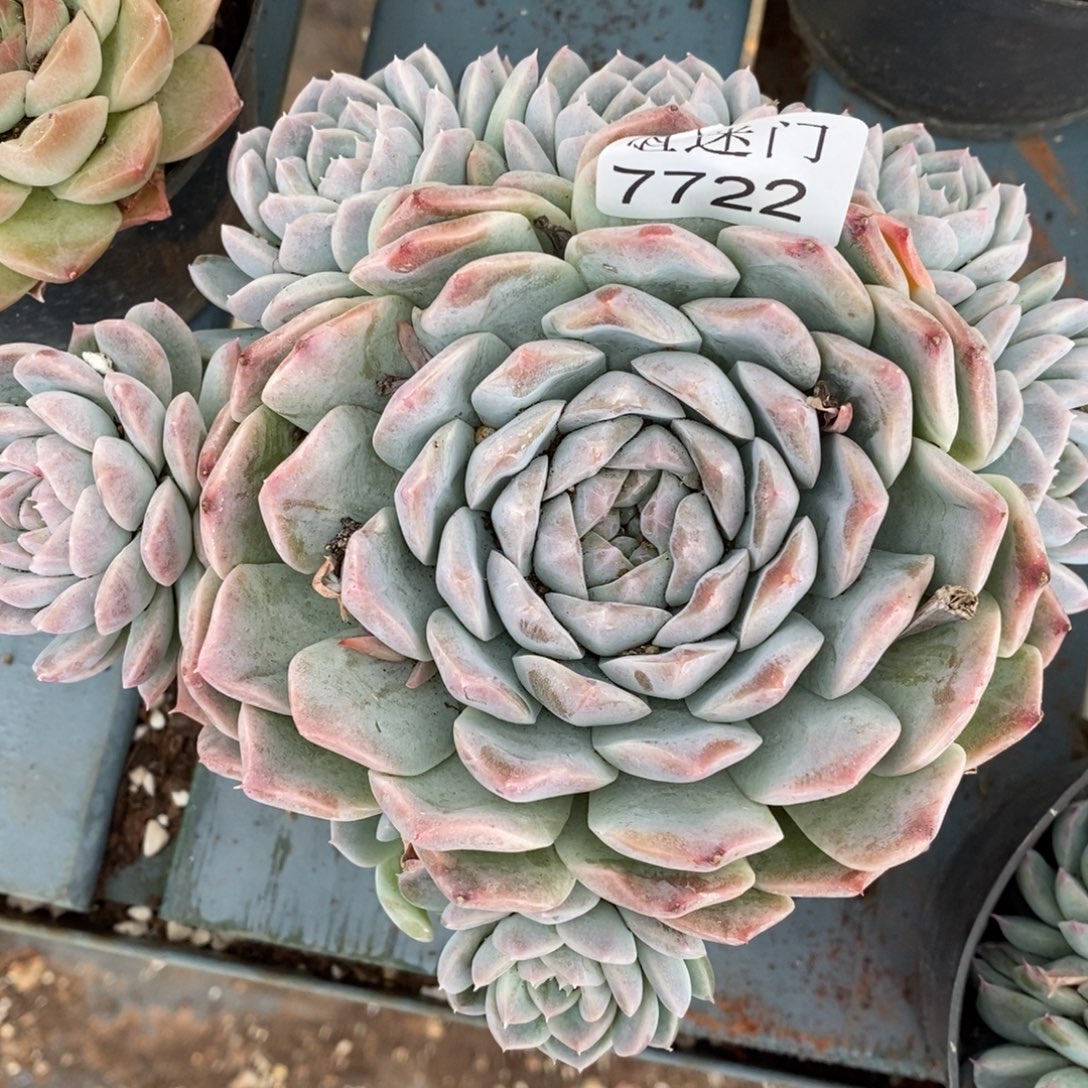 陈***糖杂交精品多肉7722~13厘米