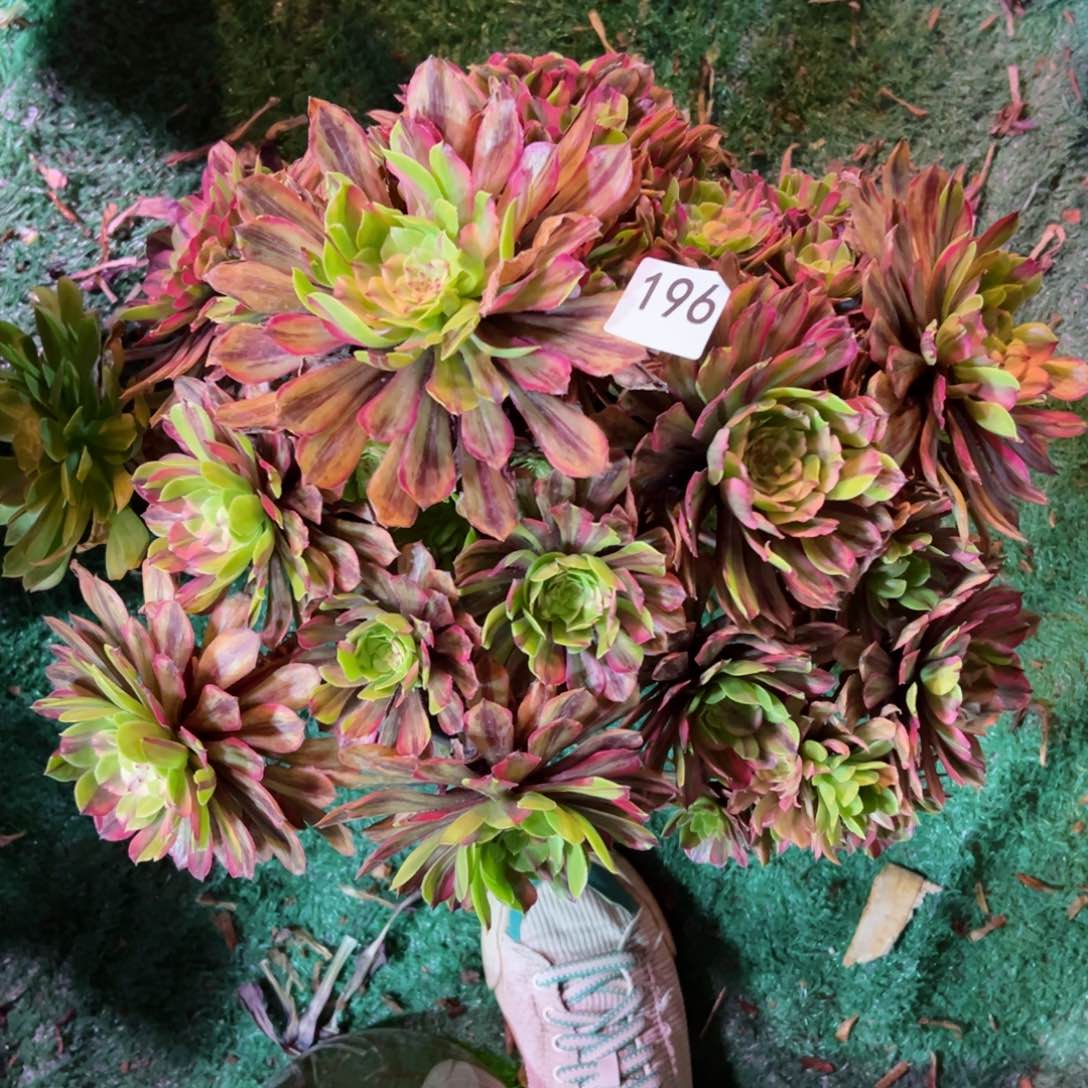 196花脸粉黛法师多肉