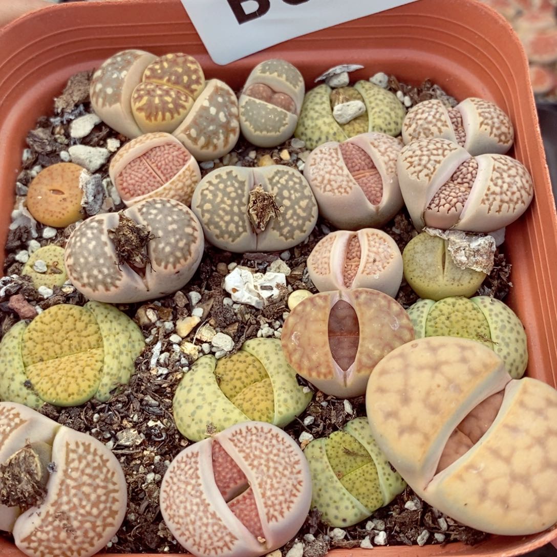 我的小姐姐们都是我的684