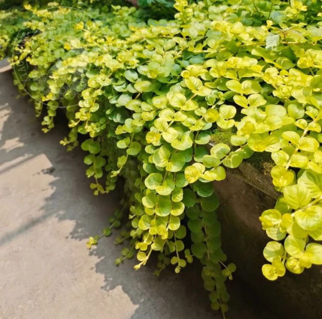 【过路黄】多年生地被矮生植物花园庭院花坛垂吊边缘观叶植物