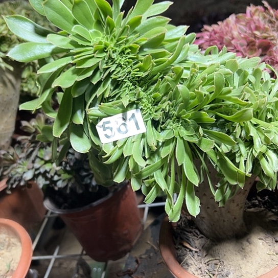 牛***）多肉植物一个绿玫瑰561