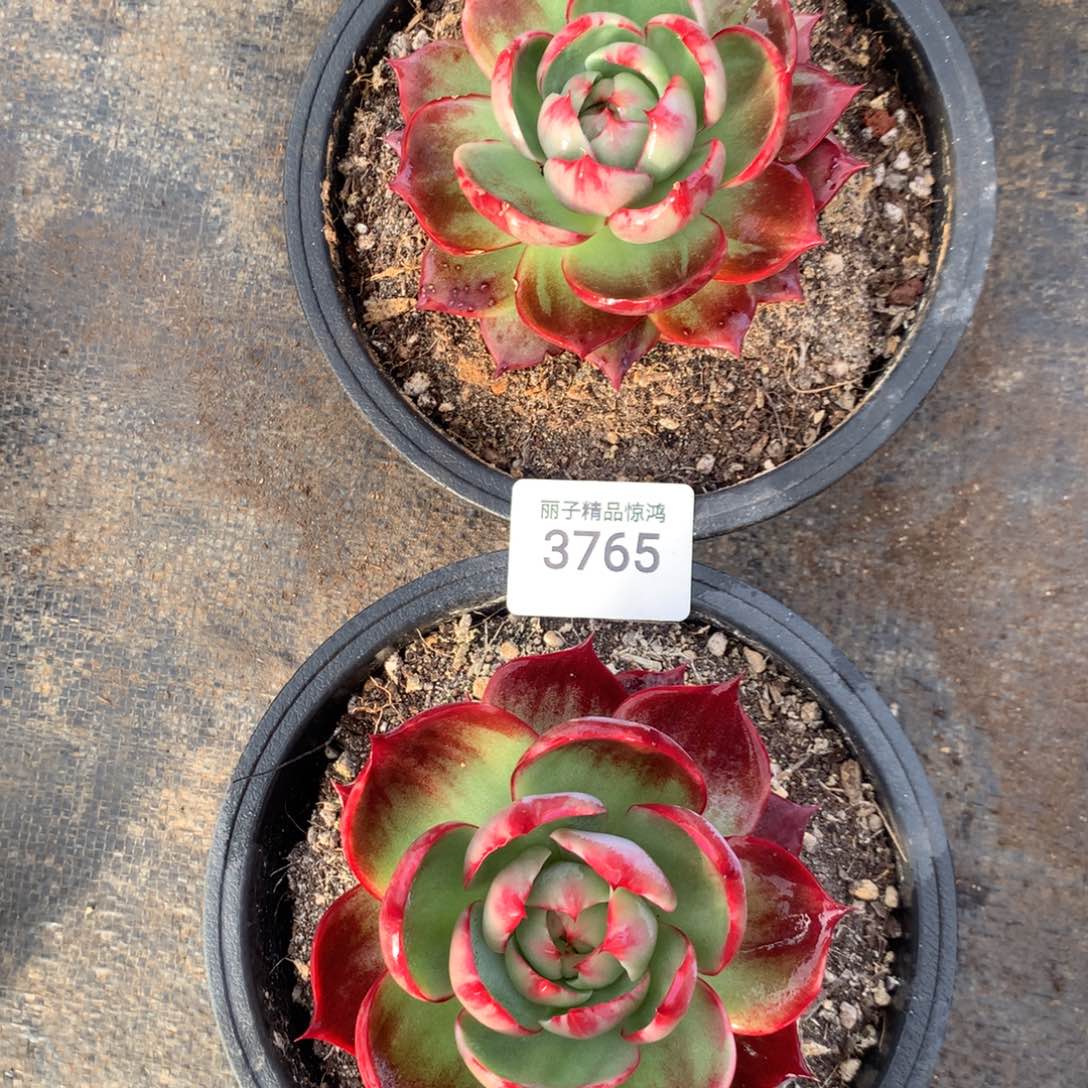 雪***飘3765一物一拍2颗10厘米补差价