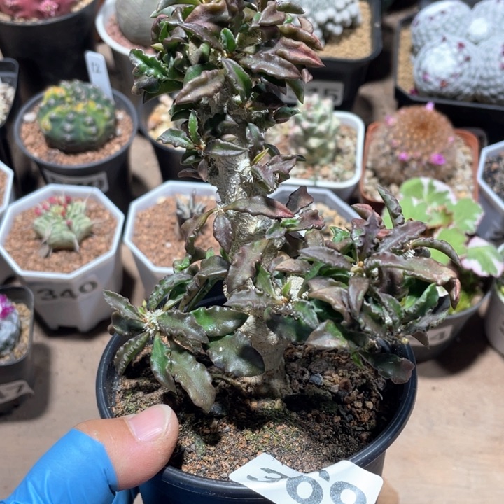 369皱叶麒麟块根