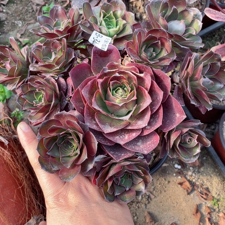 不***拥344魅金玫瑰多肉123456789多肉