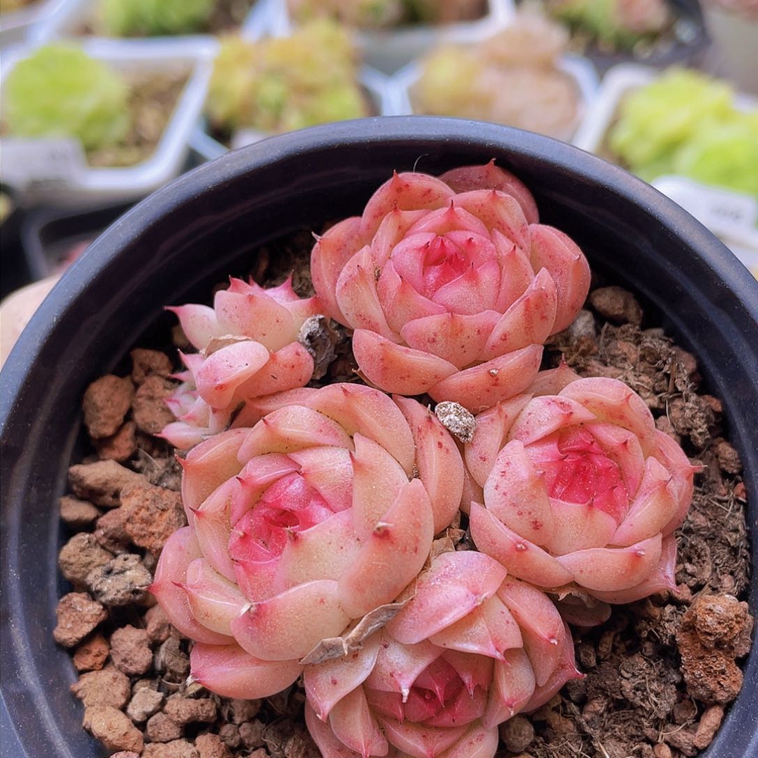 000000000000030一物一拍