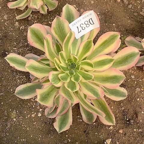 837女巫多肉法师锦