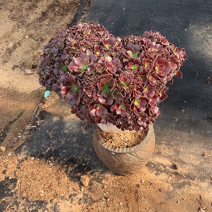 欧朵朵脱土发货的