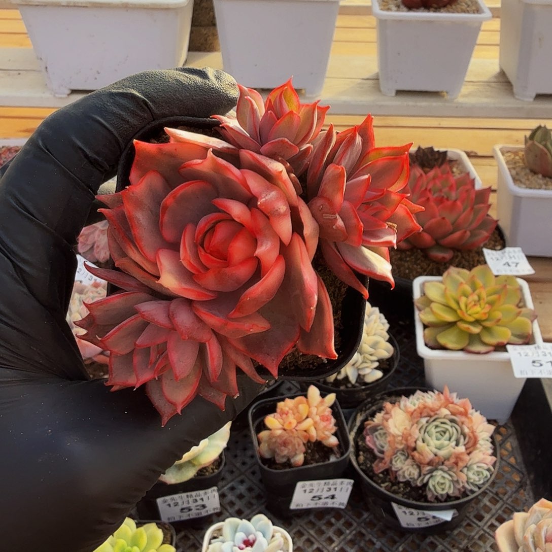 1231-59宝莲灯群生