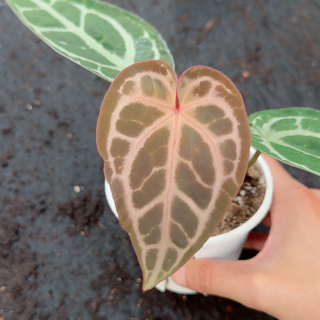 完全开放优选粉柠檬红