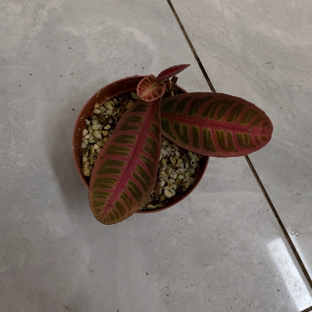 不开花植物6417紫金牛