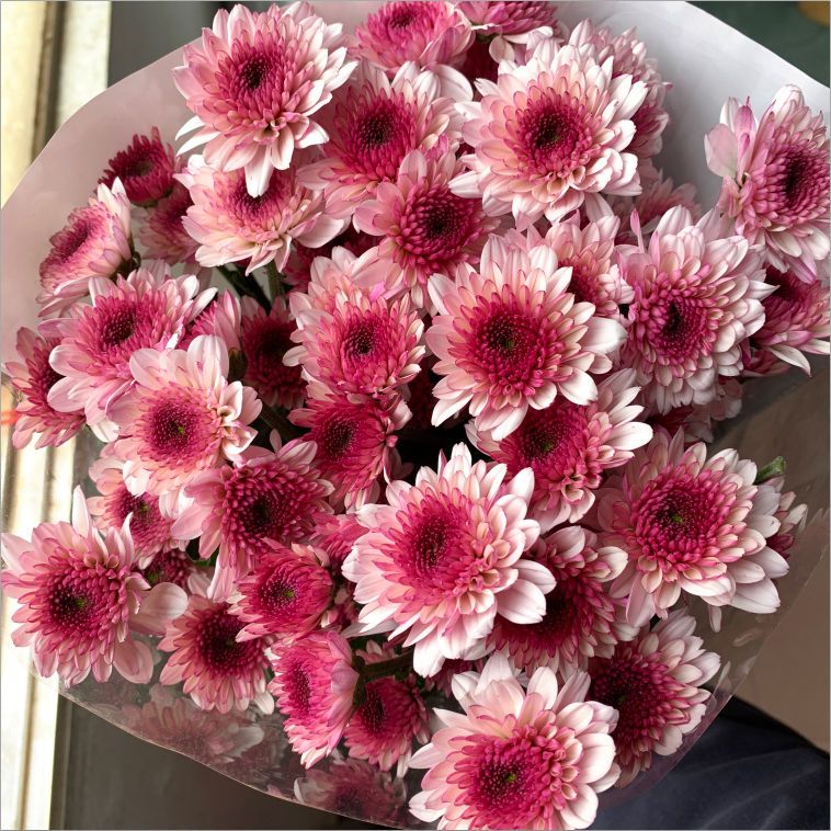 【布鲁洛粉小雏菊】小菊新鲜鲜花花束云南鲜花基地直发适合客厅装饰
