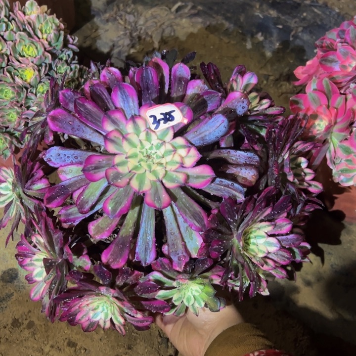 红同白小微瑕多肉植物3-25