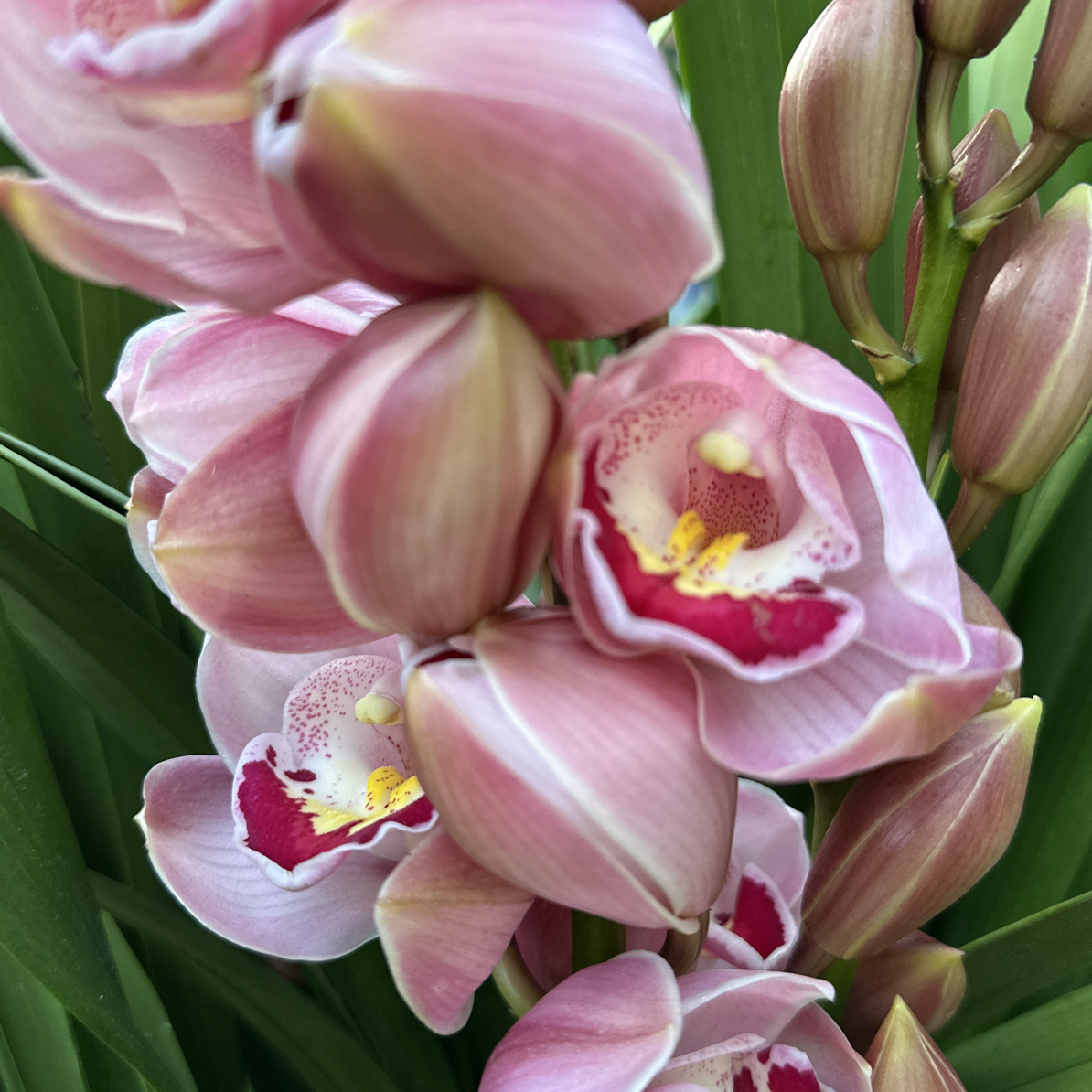 【福星大花蕙兰】带花苞花剑精品粉色兰花年宵花卉带盆带土