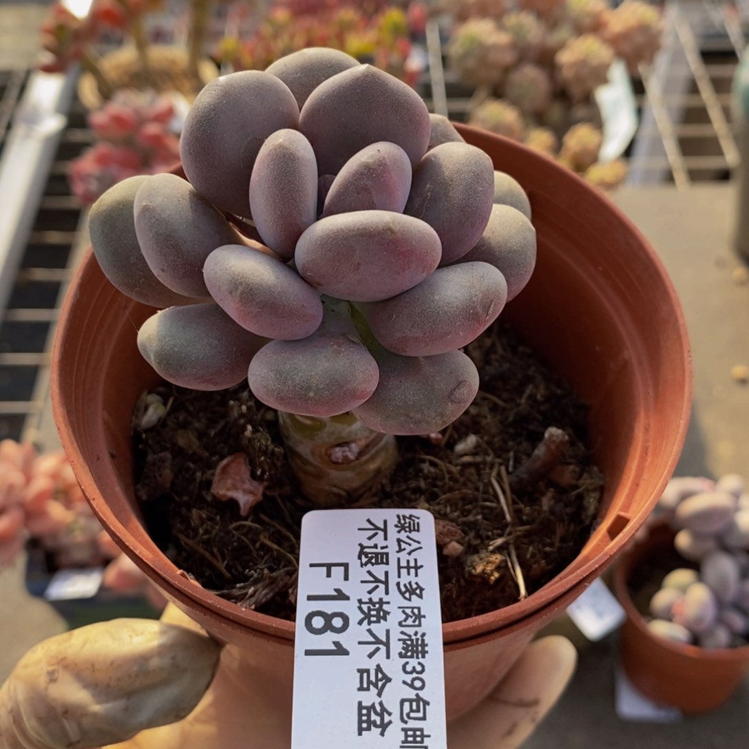 月美人181/6cm多肉