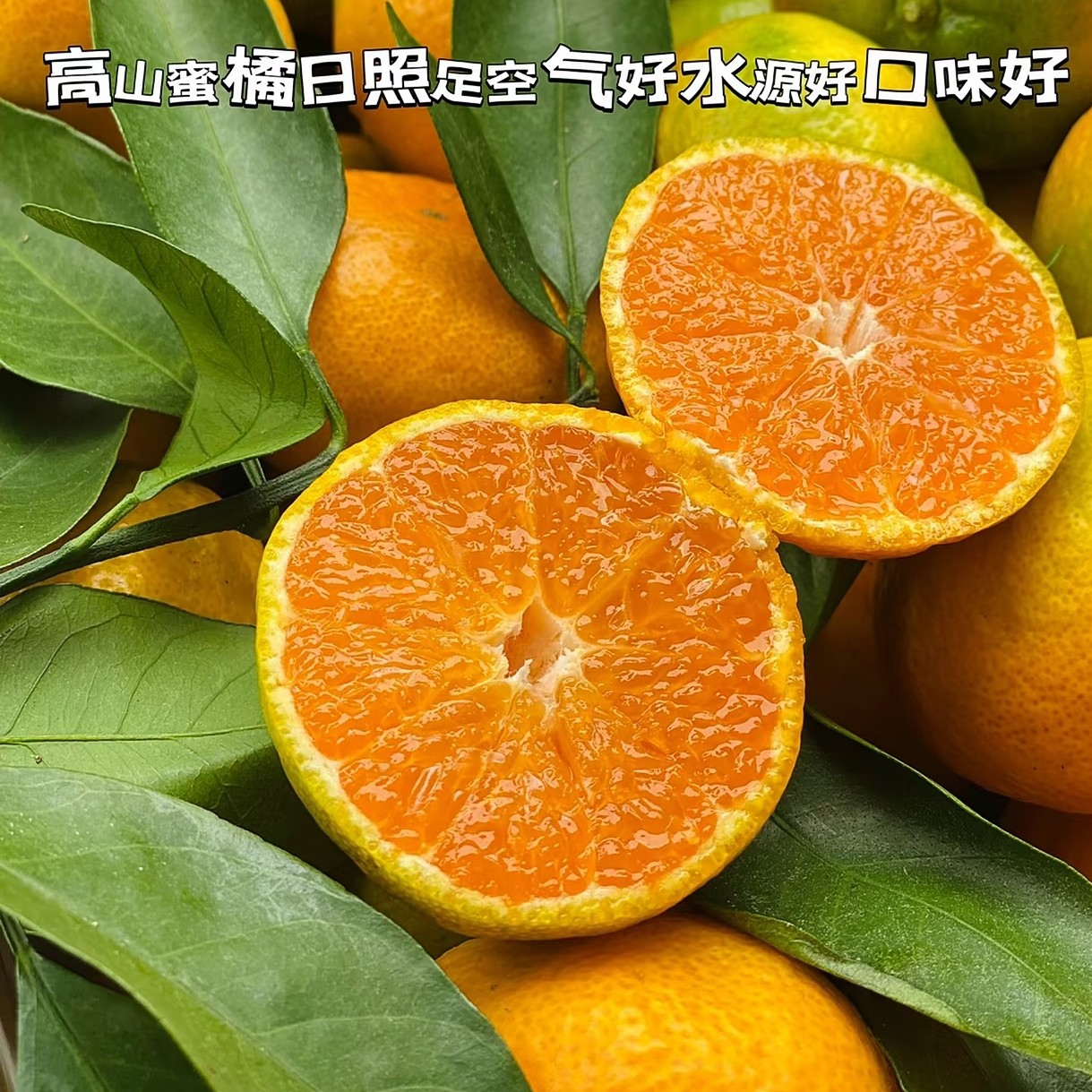 【臻享生鲜】福建“红土高山蜜橘”新鲜橘子无籽多汁 原箱发货4斤