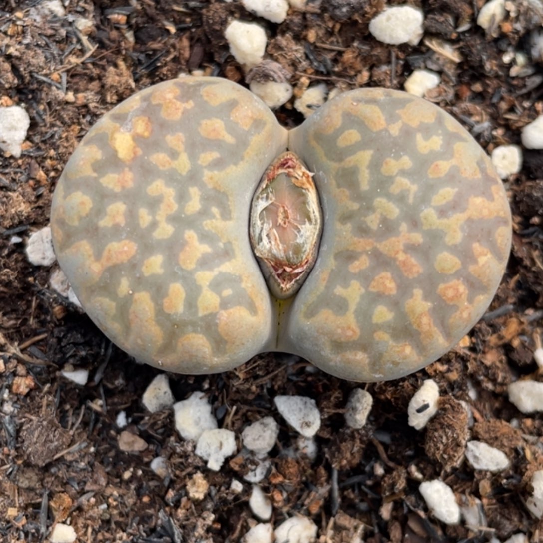 非偏远满20包邮587