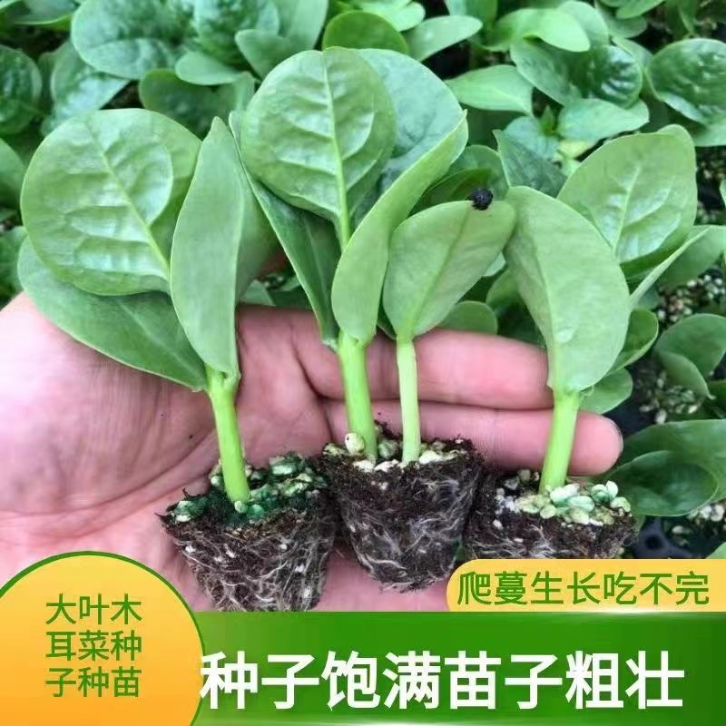 蔬菜苗木耳菜苗大叶木耳菜种子籽种子蔬菜种蔬菜苗阳台菜园