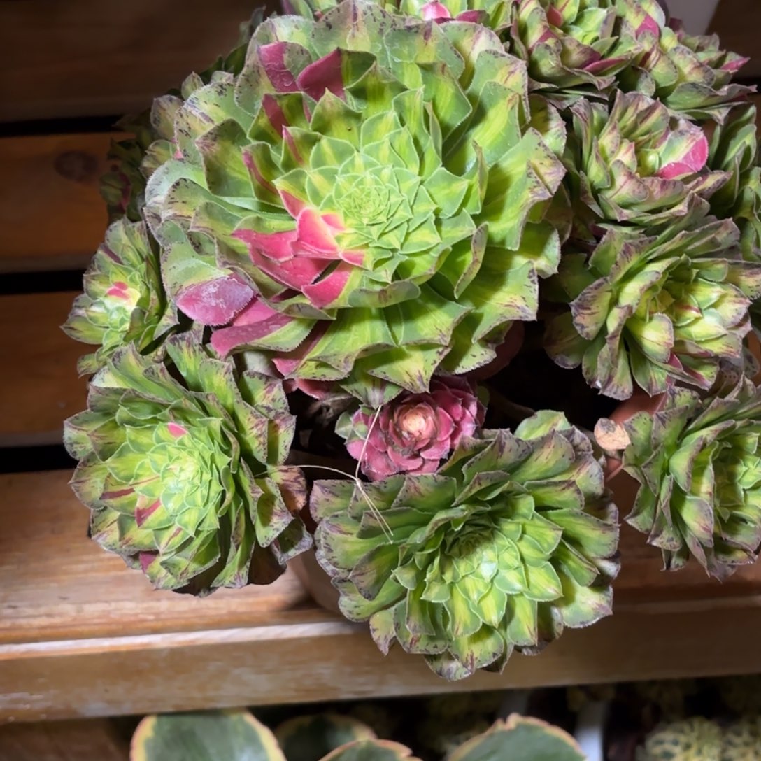 爱***逗云南多肉植物知否