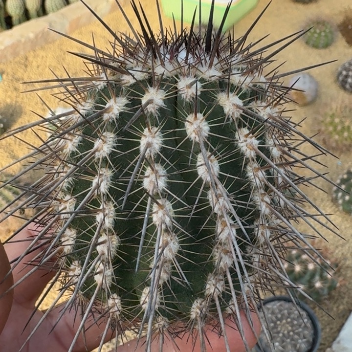 怪人铁塔有根666666