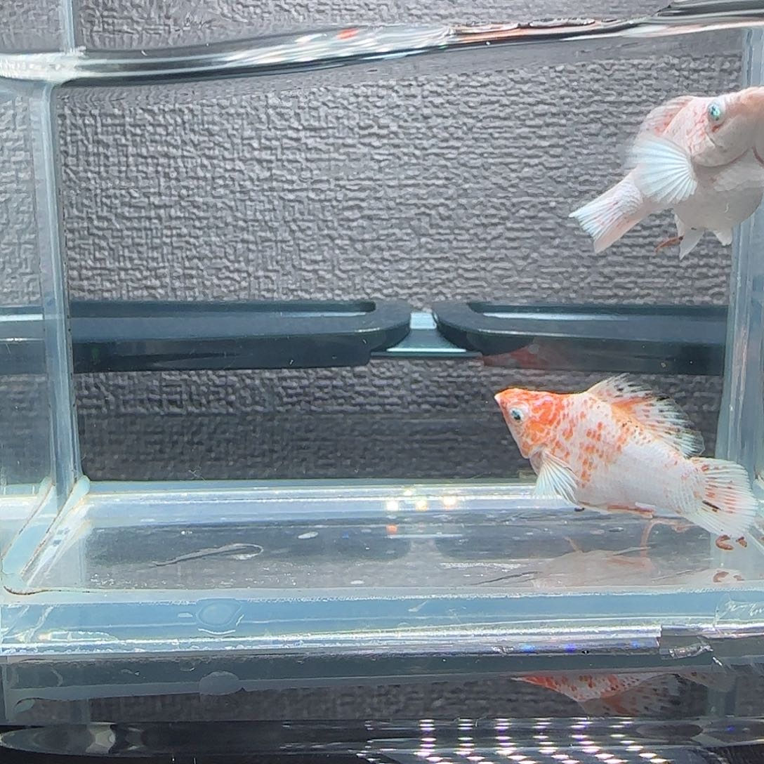 黑玛丽鱼樱花钻石眼