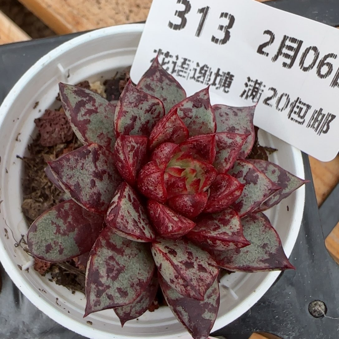 花语逸镜0206-313