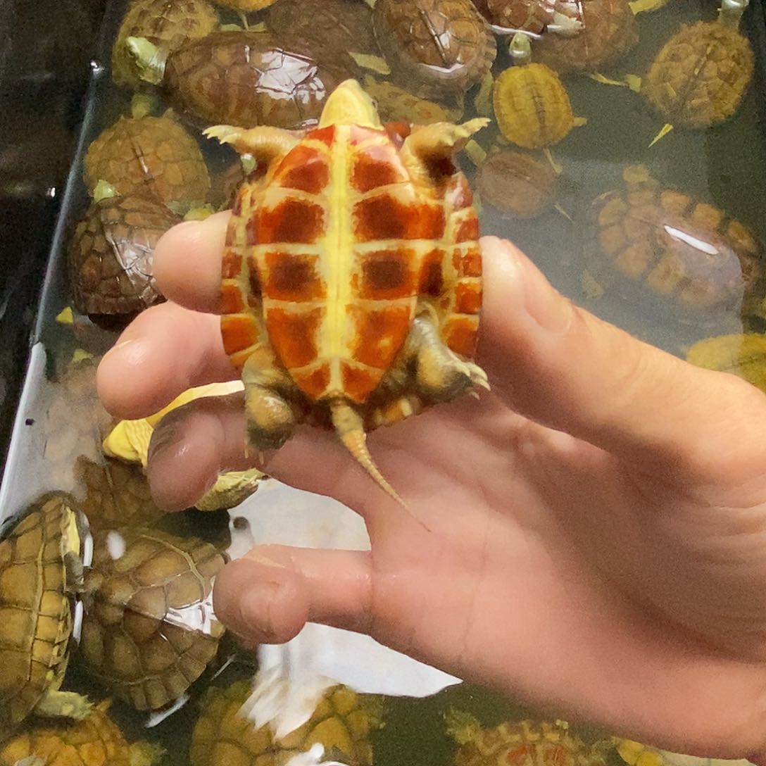 不分公母绿毛龟阿****）