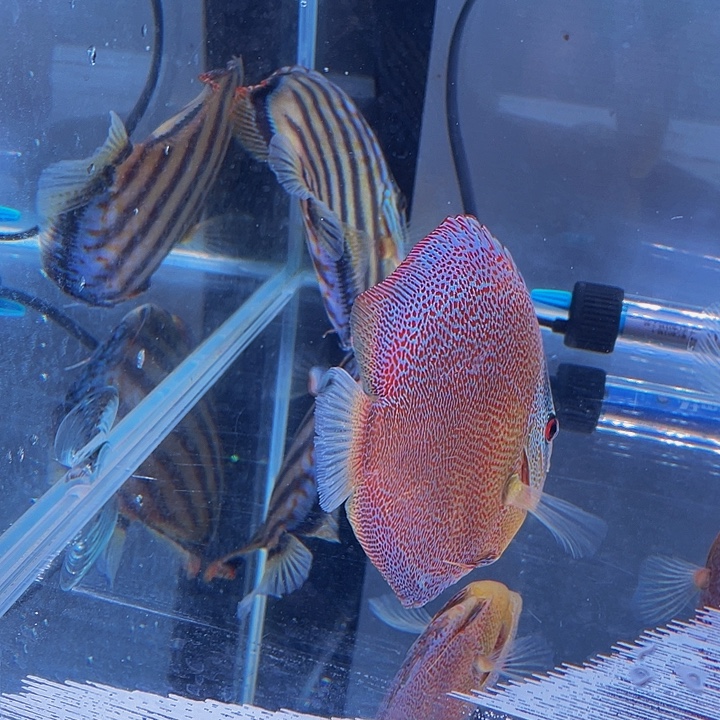 海水鱼七彩神仙热带鱼