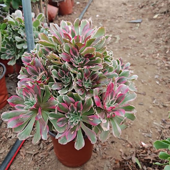 浣纱加急发货法师4