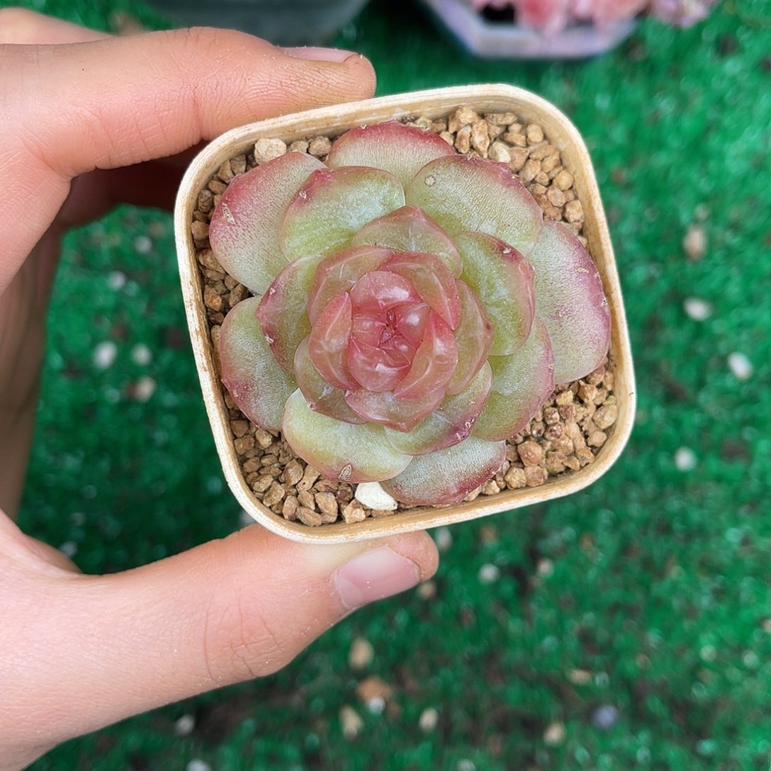 多肉植物一物一拍3-143