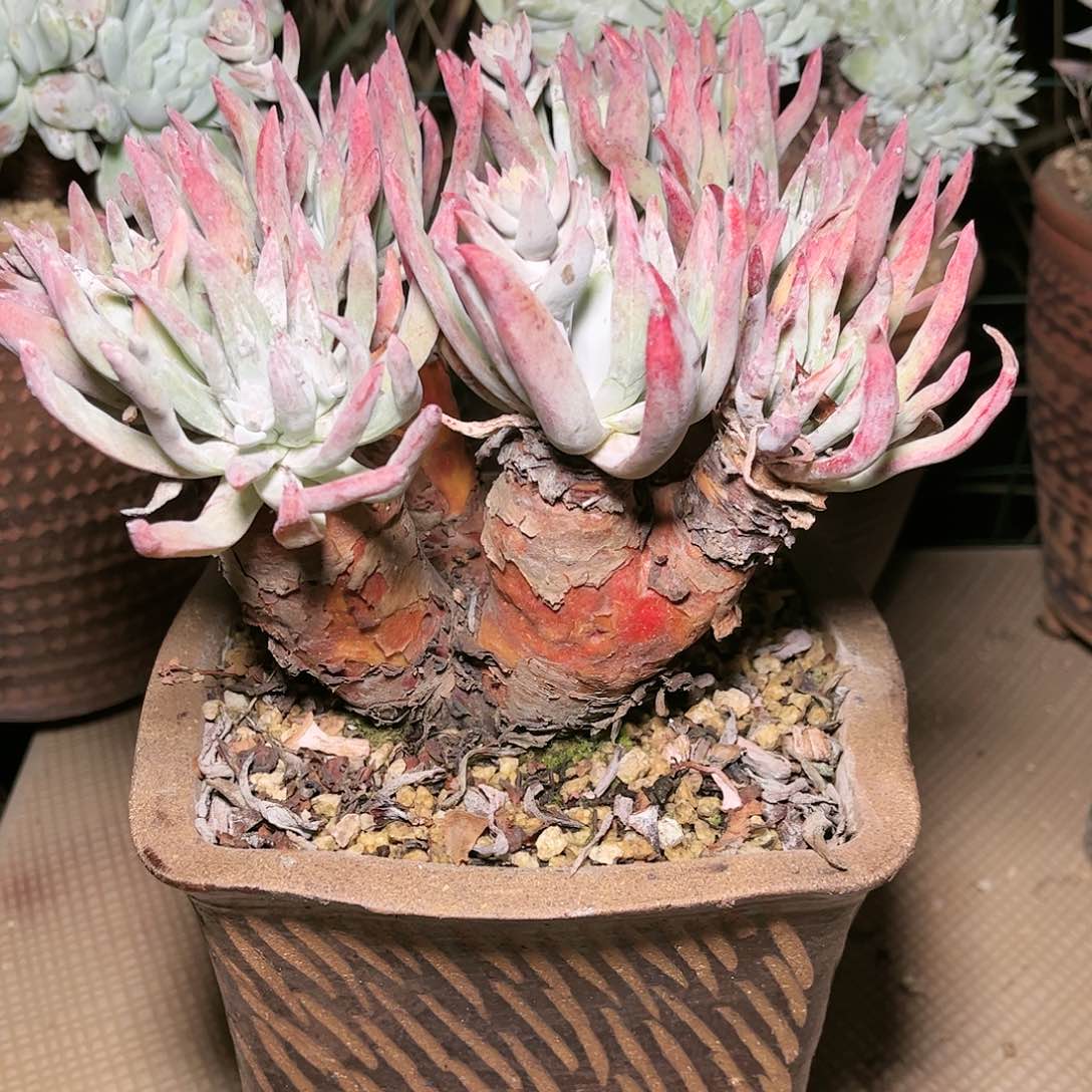 9133爱瑞思仙女杯多肉