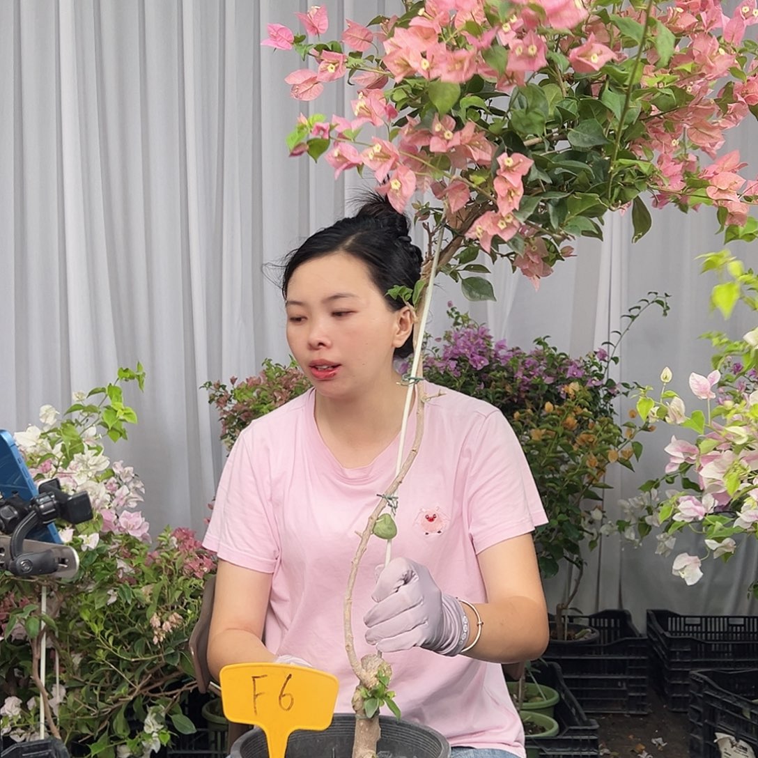 伴***生当前无花栽培后可以开花F6米罗