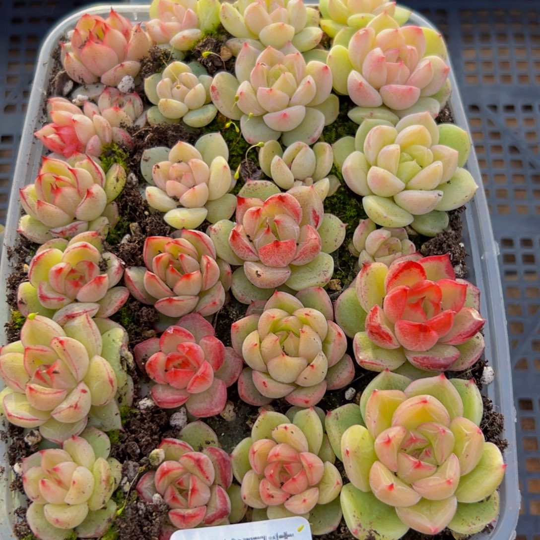 ****子588多肉葡萄的价格