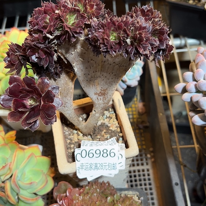 幸运的是我还没遇到过
