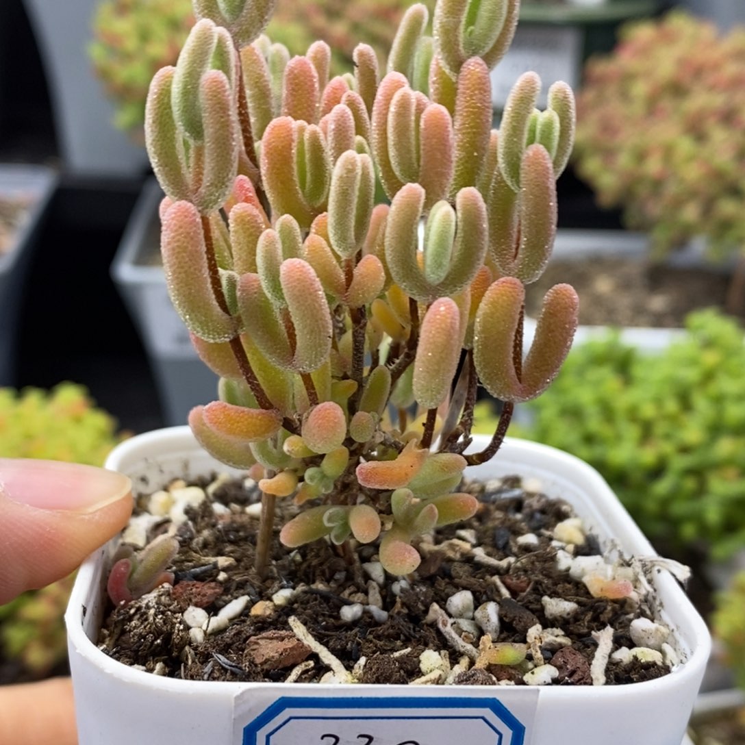 330号优选红叶多肉