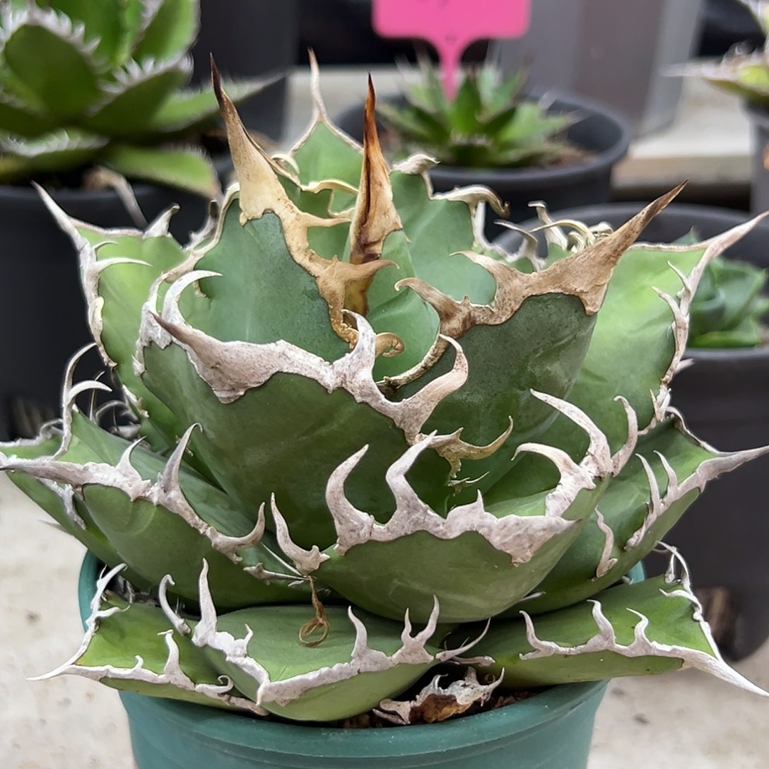 欧***嘞凯撒一物一拍偏远不包邮不退不换