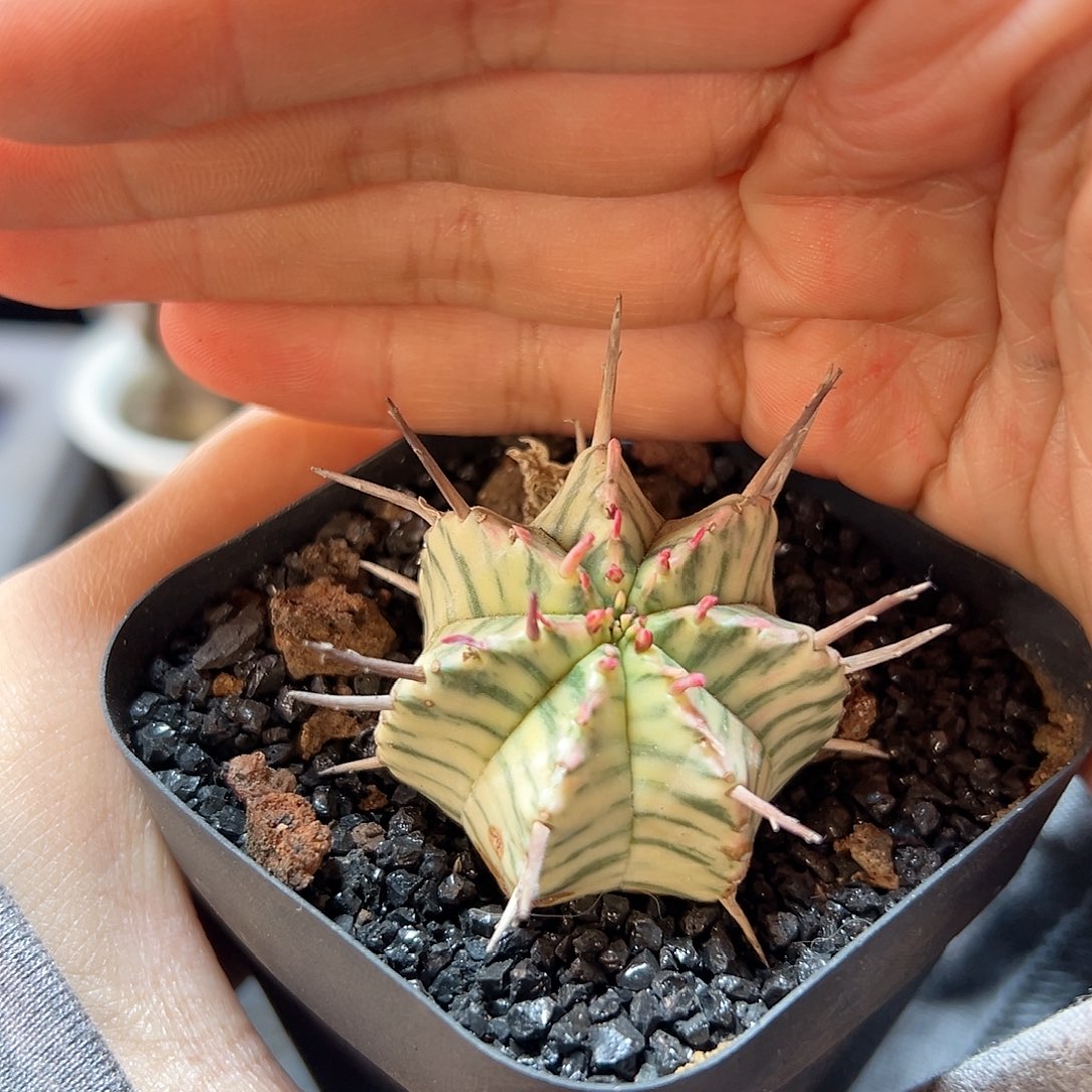 实生斑马锦3公分带盆