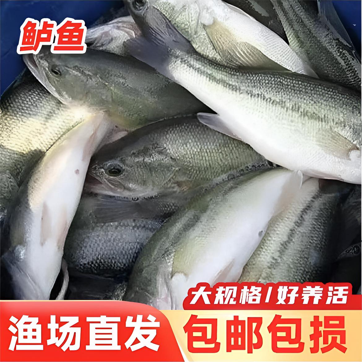 新鲜水库冰鲜现捞四川鲈鱼一条3g左右 大口鲈鱼