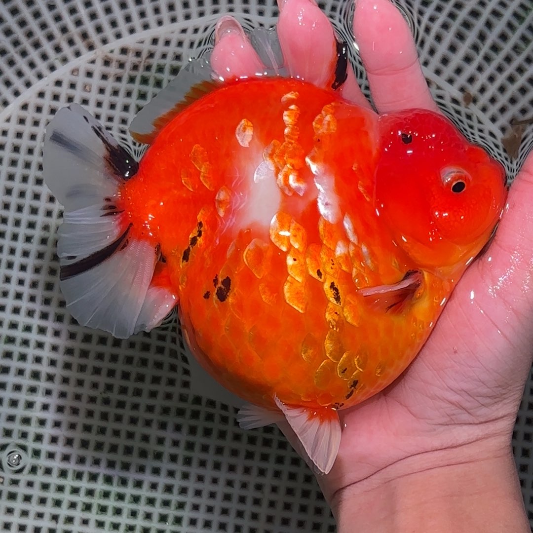 不***肉海水鱼泰狮金鱼活体淡水观赏鱼