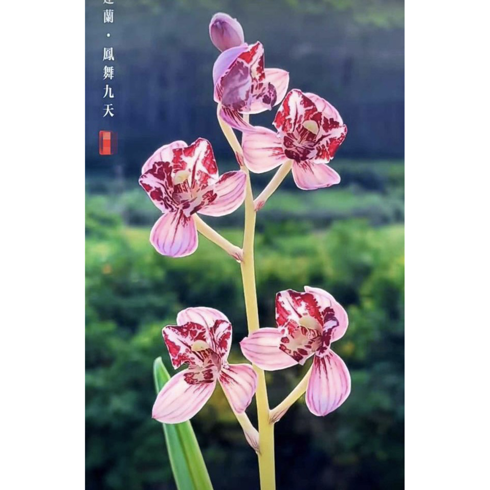 【凤舞九天】建兰名品 老种2苗 花开浓香对版高档养兰