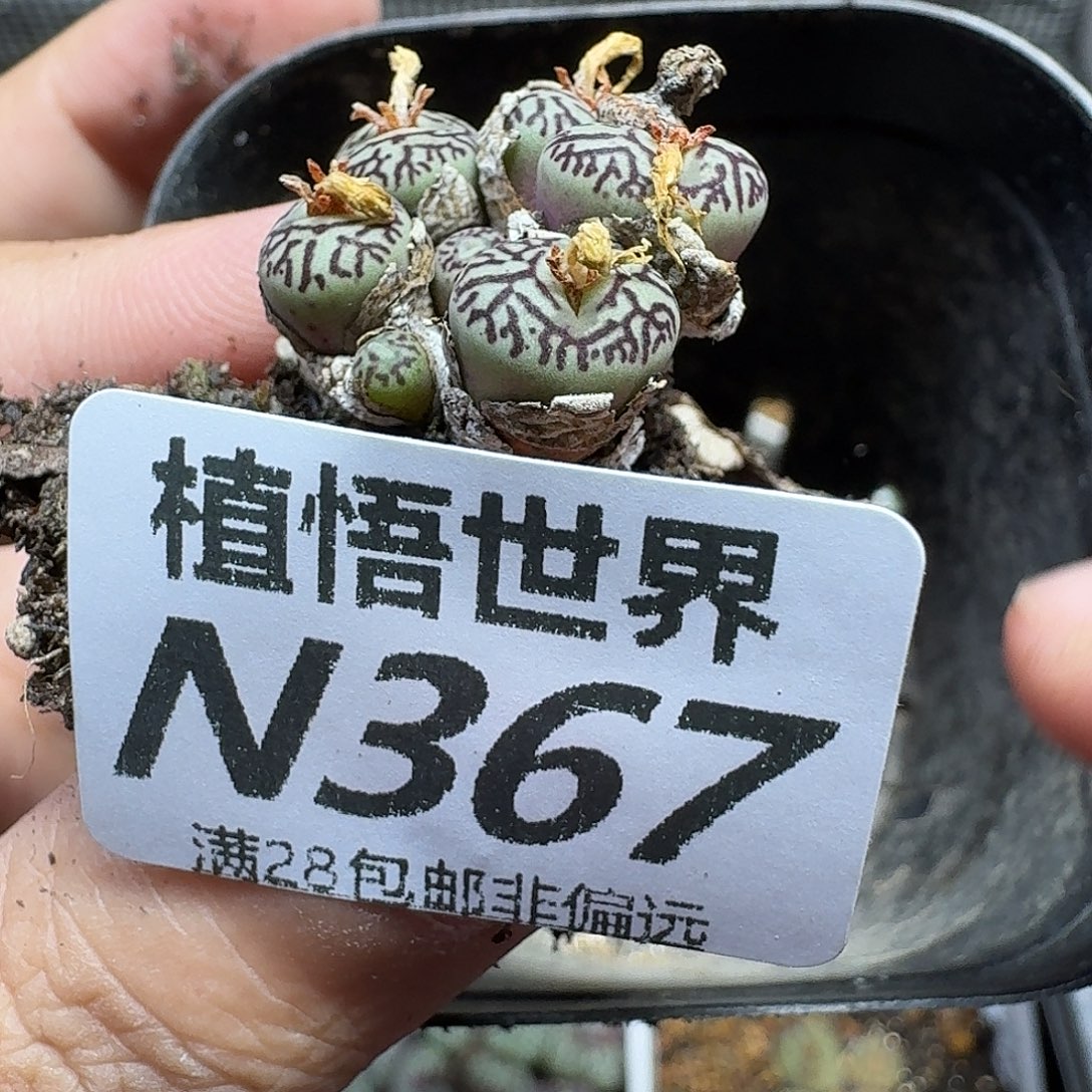 的人生多肉植物fg