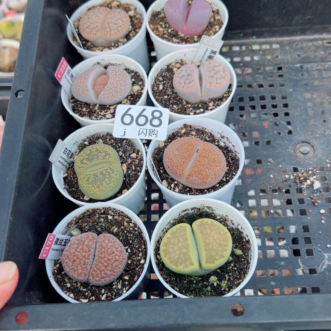 无花朵听*-我很喜欢这个J668