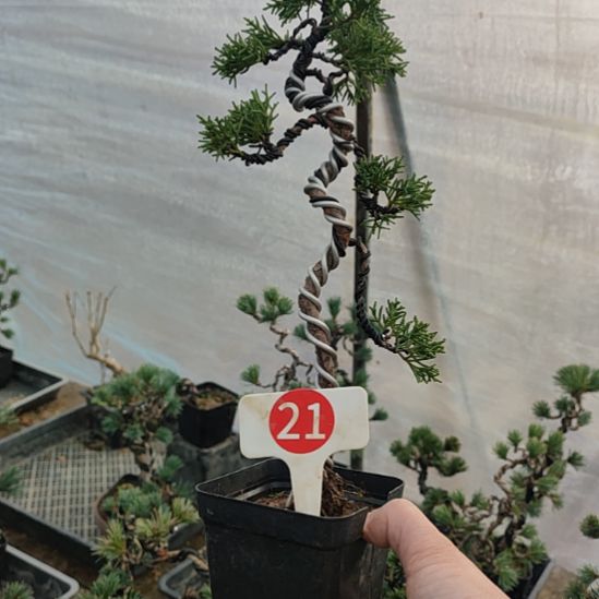 无花朵济州真柏盆景