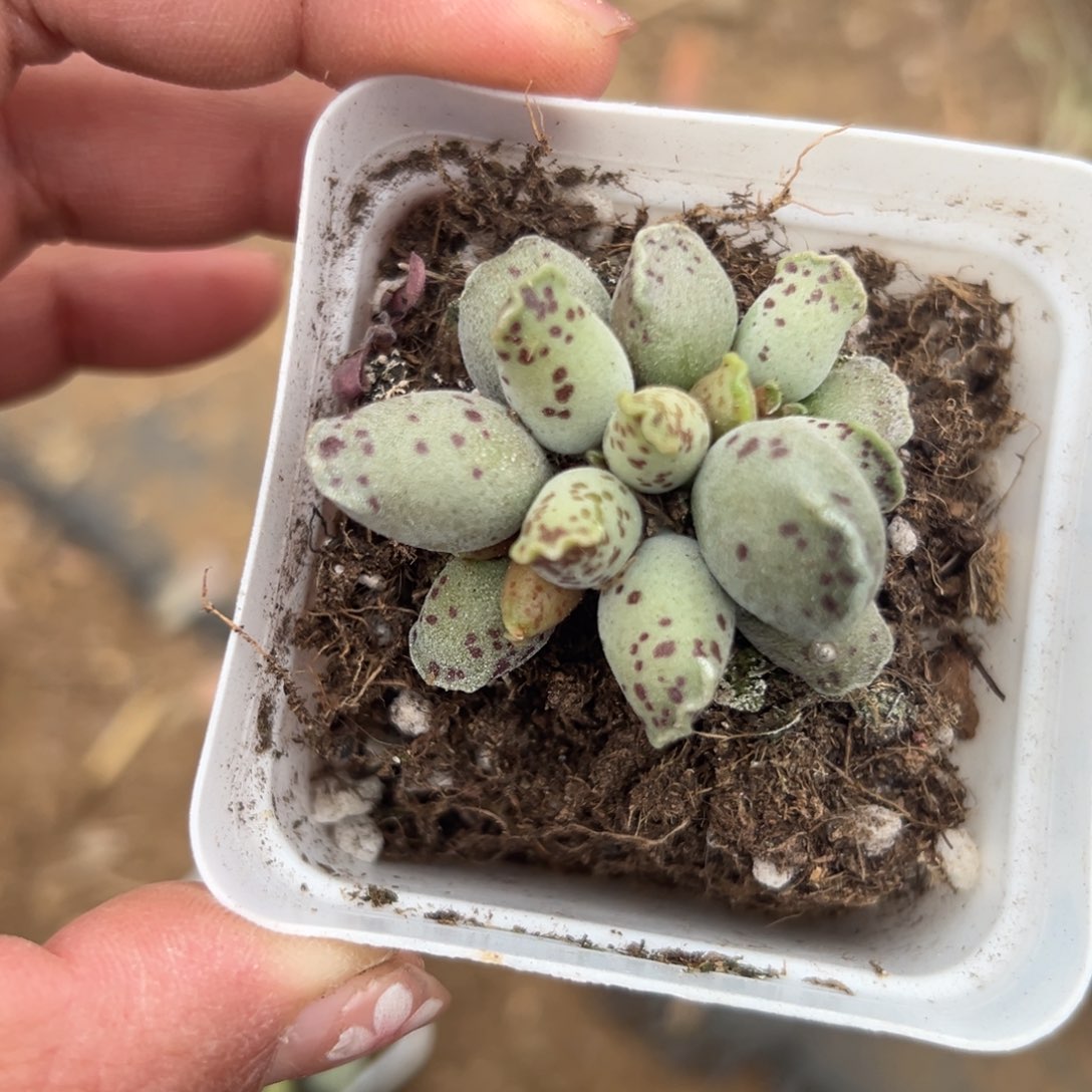 多肉植物多肉植物