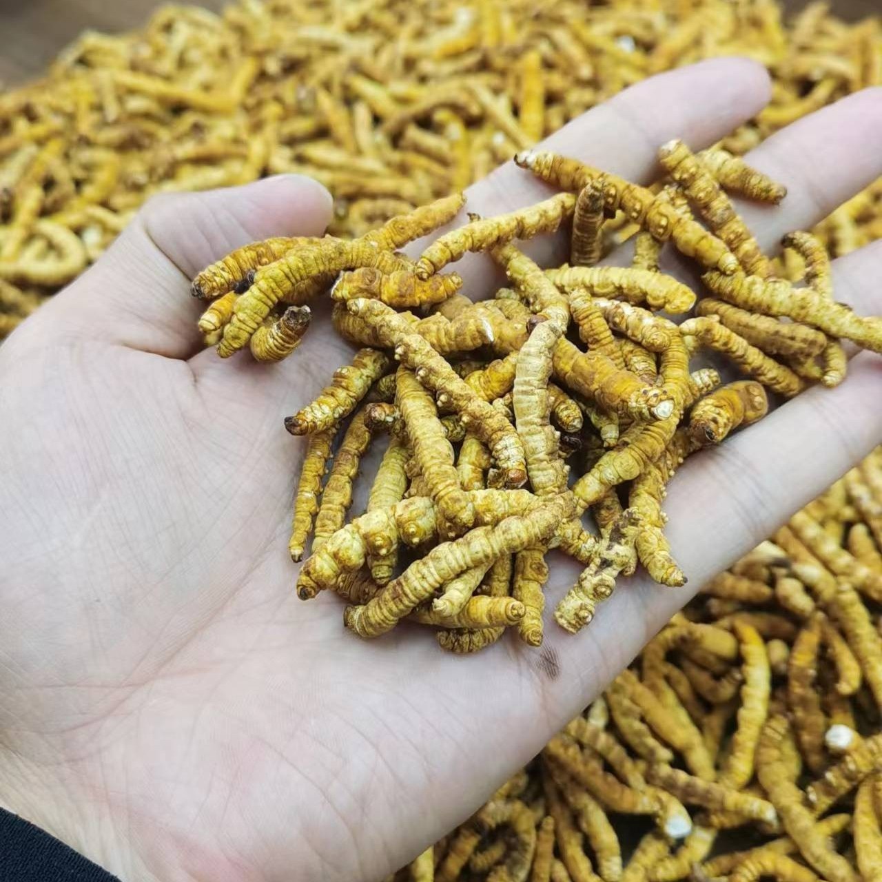 （格桑）藏区发货纯肉节大断草10克2024新货冬虫夏草头期干草礼盒装