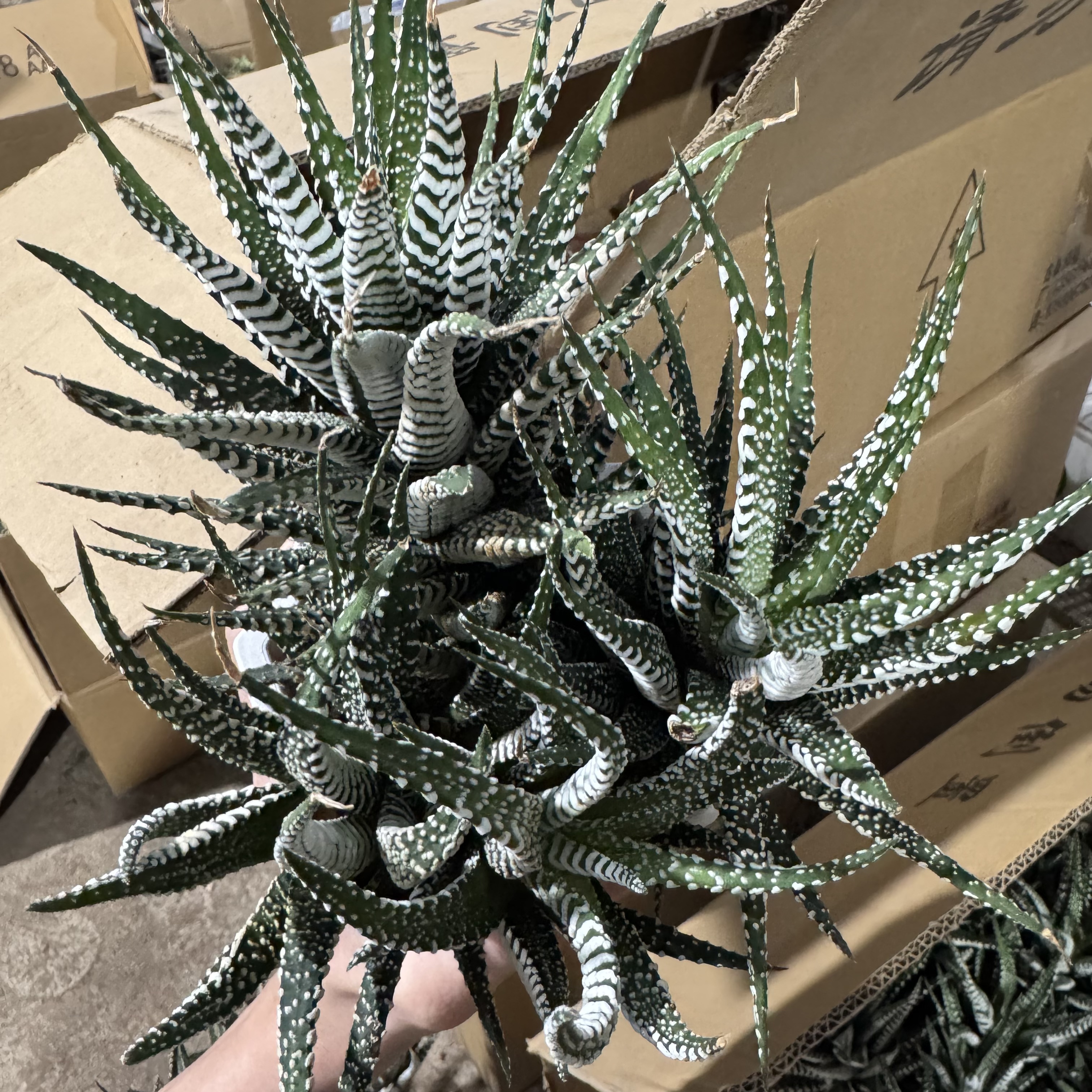 多头条纹十二卷带盆土    仙人球漳州基地直发 新手好养