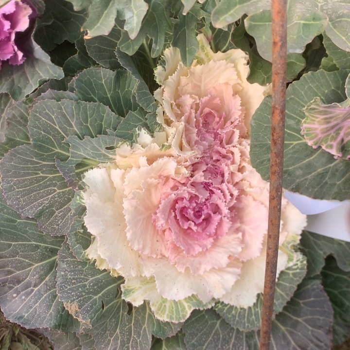 小***Y1297甘蓝多多肉植物