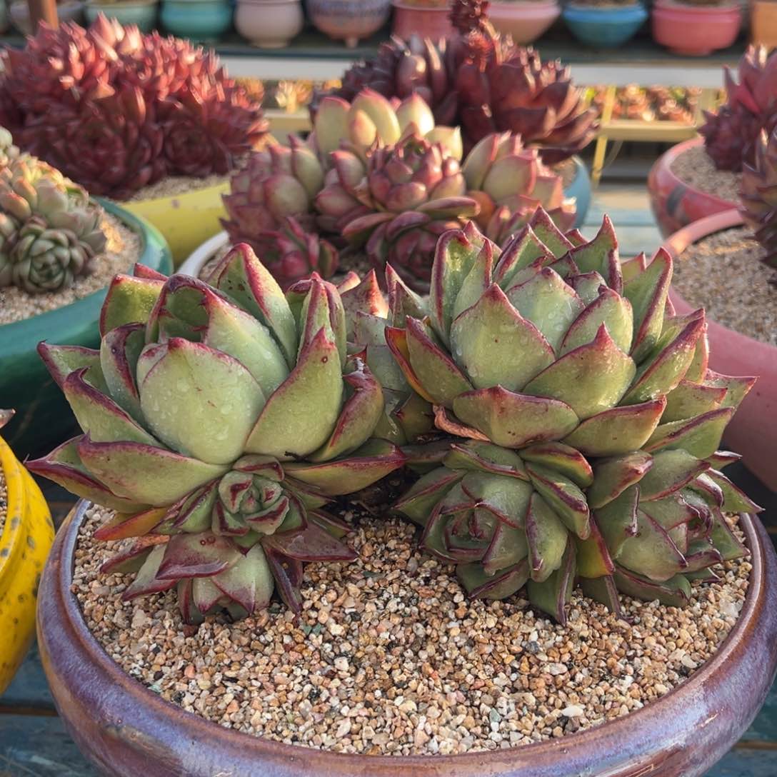 从前慢多肉精选编号0123.2222