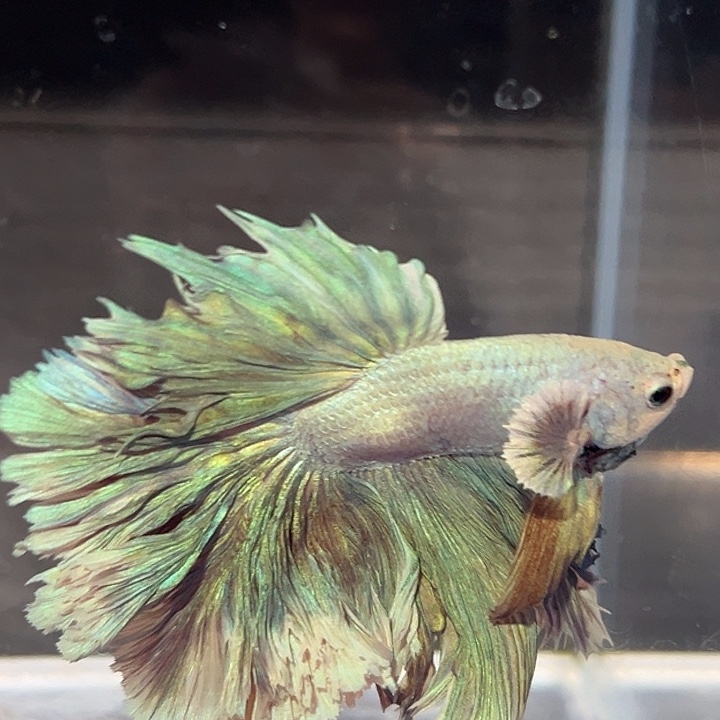 斗鱼52号清货低价，蓬蓬裙紫绿色