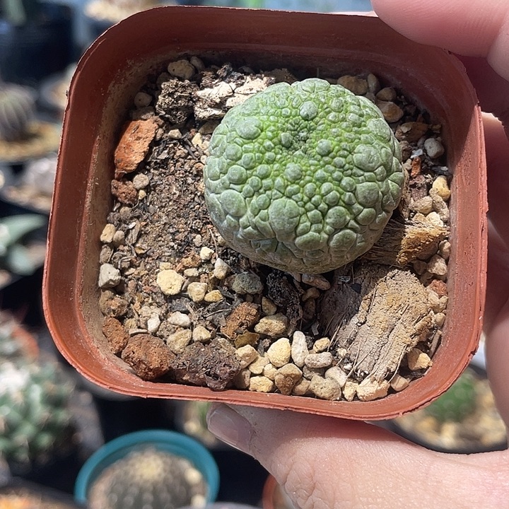 实生宁提玉仙人球一颗