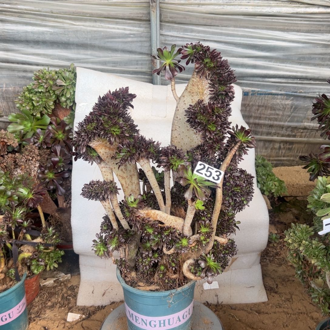 有伤黑发朵缀253高度45厘米